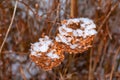 Dry snow-covered brown hydrangea flowers in the garden in winter. Latin name Hydrangea arborescens L Royalty Free Stock Photo