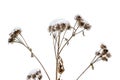 dry snow-covered burdock on a white background Royalty Free Stock Photo