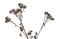 dry snow-covered burdock on a white background Royalty Free Stock Photo