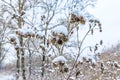 dry snow-covered burdock in a winter grove Royalty Free Stock Photo