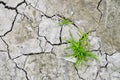 Dry soil background with deep cracks - environment concept, global warming effect, drought, climate changes. Royalty Free Stock Photo