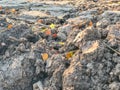 Dry soil in construction site Royalty Free Stock Photo