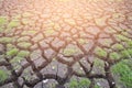 Dry soil crack ground with little green glass Royalty Free Stock Photo