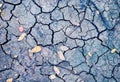 Dry soil with crack and fallen yellow leaf. Arid land texture. Drought land top view photo. Grey cracked floor surface Royalty Free Stock Photo