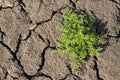 Dry soil with grass Royalty Free Stock Photo