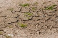 Dry soil with green grass Royalty Free Stock Photo