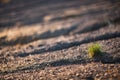 Dry soil with only piece of grass. Royalty Free Stock Photo