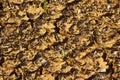 Dry soil texture. Land after drought.