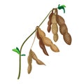 Dry soybean icon, cartoon style