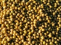 Dry soybean seed background. Soybean seed after harveting Royalty Free Stock Photo