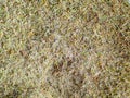 Dry sphagnum, peat moss, perennial marsh white moss of light brown beige yellow color, texture close-up, macro Royalty Free Stock Photo