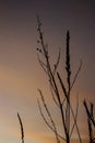 Spikelets of grass against the sunset sky