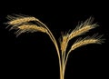 Dry spikelets of wheat on black background. Ears of golden wheat Royalty Free Stock Photo