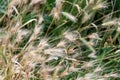 Dry spikes of Hordeum jubatum Royalty Free Stock Photo