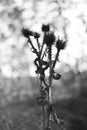 Dry spiny plant against the blurred background, bw