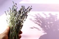 Dry sprigs of lavender in hand on a purple background in the sun and shadows from objects, close-up, top view Royalty Free Stock Photo