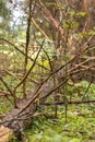 A dry spruce fell in the forest and lies among the grass. Royalty Free Stock Photo