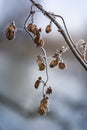 Dry stalk of hops with small cones of hops covered with hoarfrost with a beautiful blue winter bokeh Royalty Free Stock Photo