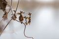 Dry stalk of hops with small cones of hops covered with hoarfrost with a beautiful winter bokeh Royalty Free Stock Photo