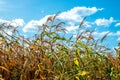 Dry stalks of corn. View of the cornfield from above. Corn plantation, damaged during drought, Background blue sky. Field with Royalty Free Stock Photo