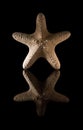 Dry starfish Royalty Free Stock Photo