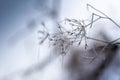 The dry stem of the ladder covered with winter icing and between the individual stems are small beads of frozen crystals.