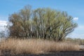 Dry stem reeds sway on river bank on burnt ground. Royalty Free Stock Photo