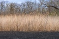 Dry stem reeds sway on river bank on burnt ground. Royalty Free Stock Photo