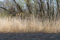 Dry stem reeds sway on river bank on burnt ground. Royalty Free Stock Photo