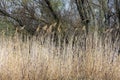 Dry stem reeds sway on river bank on burnt ground. Royalty Free Stock Photo