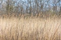 Dry stem reeds sway on river bank on burnt ground. Royalty Free Stock Photo