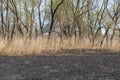 Dry stem reeds sway on river bank on burnt ground. Royalty Free Stock Photo