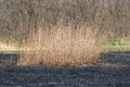 Dry stem reeds sway on river bank on burnt ground. Royalty Free Stock Photo