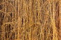 Dry stems of decorative grapes on a brick fence, late autumn Royalty Free Stock Photo