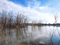 Dry stems of reeds reflected in calm water Royalty Free Stock Photo