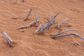 Dry sticks from a dead tree in the arid, dry desert of the United Arab Emirates in the Middle East Royalty Free Stock Photo