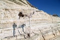 Dry sticks in the shape of four-legged animal