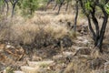 Dry Ston Bush Walking Track Amongst Trees Royalty Free Stock Photo