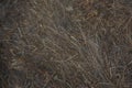 Dry straw background texture. Abstract background of dry grass and yellow grass Royalty Free Stock Photo