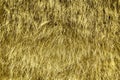 Dry straw grass background, hay texture after havest Royalty Free Stock Photo