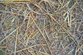 Closeup of Dry straw texture Royalty Free Stock Photo