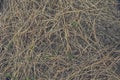 Dry straw scattered texture