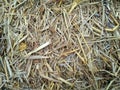 Dry straw texture background Royalty Free Stock Photo