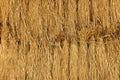 Dry straw texture background Royalty Free Stock Photo