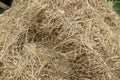 Dry straw texture background, vintage style for design. Royalty Free Stock Photo