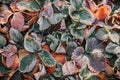 Dry strawberry leaves covered with first frost in the morning garden Royalty Free Stock Photo