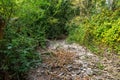 dry stream in a hot summer Royalty Free Stock Photo