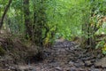dry stream in a hot summer Royalty Free Stock Photo