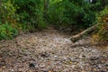 dry stream in a hot summer Royalty Free Stock Photo