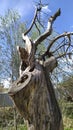 Dry stump of a felled tree. Beautiful driftwood against the blue sky